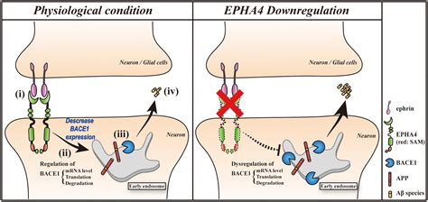 EphA4 regulates Aβ production via BACE1 expression in neurons Tamura