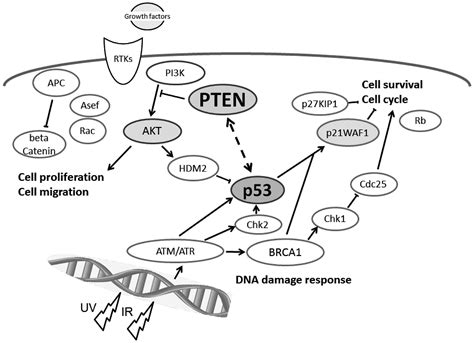 The Tumor Suppressor Pten Interacts With P In Hereditary Cancer Review