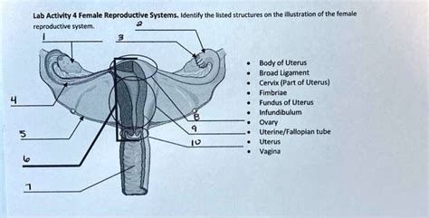 SOLVED Lab Activity Female Reproductive Systems Identify The Listed