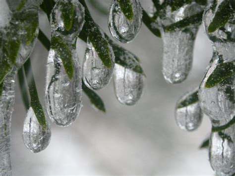 Freezing Rain Aftermath (40 pics)