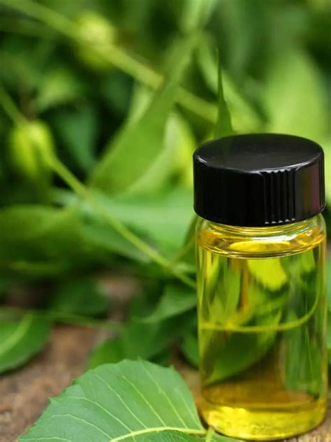 Neem Oil Benefits 8 Magical Benefits Of Neem Oil For The Plants And Garden Times Of India