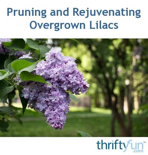 Pruning and Rejuvenating Overgrown Lilacs | Lilac tree, Lilac bushes ...