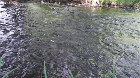 small rural river  stock video  vecteezy