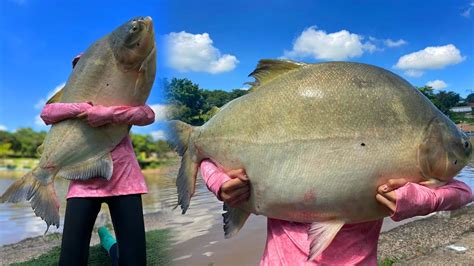 TAMBAQUIS TAMBACUS IMENSOS E PIRARARAS MUITO PEIXE NO RECANTO DE