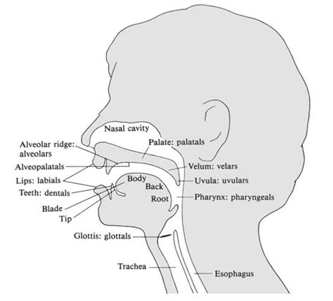 Tales Of Anieth Language And Studying Language