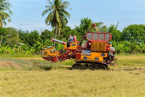 Combine Harvester Working On Rice Field Harvesting Is The Process Of