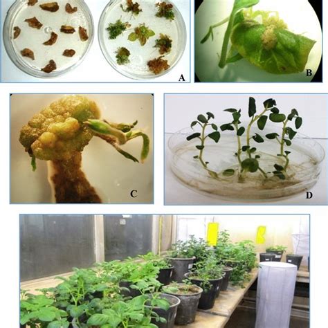 Stages Of Production Of Rnai Transgenic Potato Plants Callus Induction Download Scientific