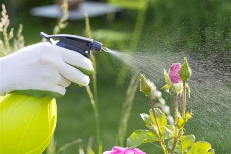 Cómo ELIMINAR los MOSQUITOS en las PLANTAS Remedios y consejos