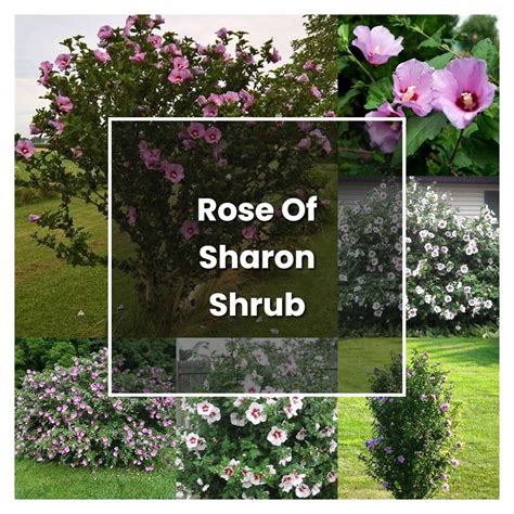 How To Grow Rose Of Sharon Shrub Plant Care And Tips Norwichgardener