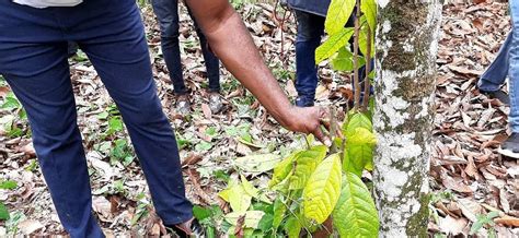 COCOBOD Rehabilitates Farms Affected By Swollen Shoot Disease Graphic