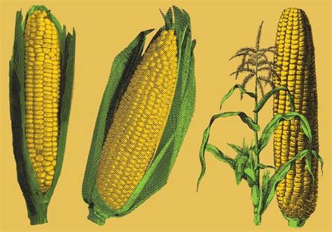 Corn Vector Art Icons And Graphics For Free Download