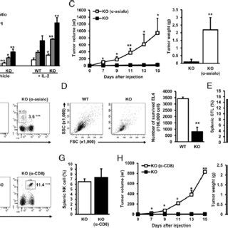 Increased Antitumor Activities Of Nk Cells And Ctl In Apnko Mice A