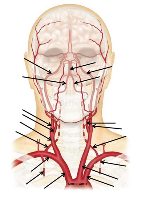 Lecture Cerebrovascular Circulation Diagram Diagram Quizlet