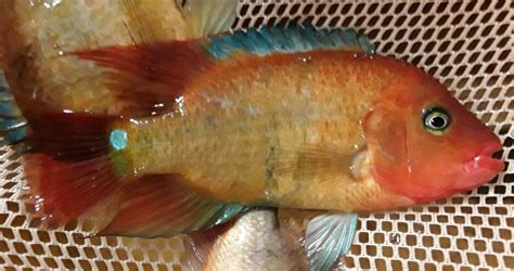 TRUE RED TERROR CICHLID 1.5" (Mesoheros Festae)