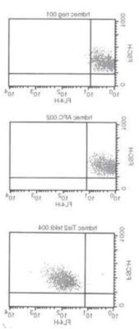 Tie 2 Antibody Tek9 Azide And BSA Free Novus Biologicals 0 02 Mg