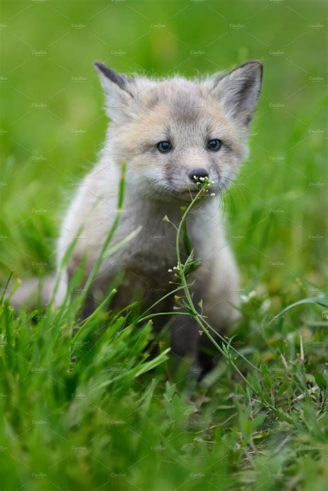 Silver fox baby | High-Quality Animal Stock Photos ~ Creative Market