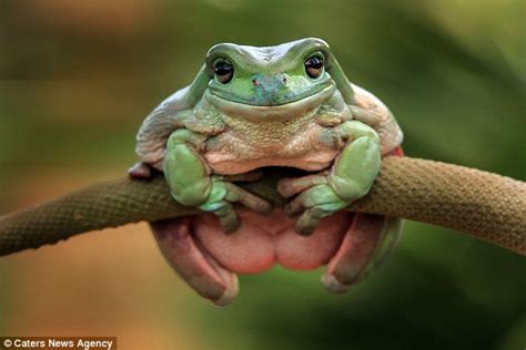 An Australian Green Tree Frog In Jakarta Pictured Clinging To A Leaf