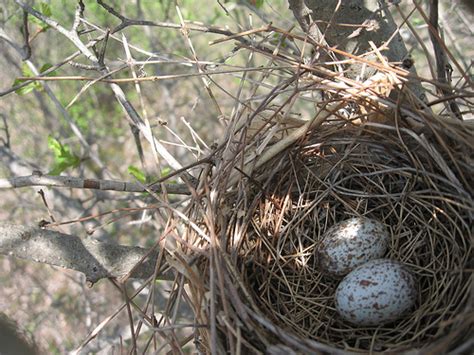 Bird In Everything: Cardinal Bird Eggs