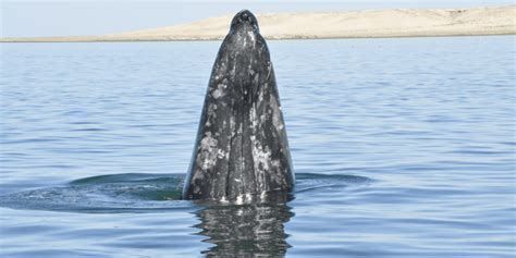 Gray Whale Feeding | Grey Whale Watching In Baja Lagoons