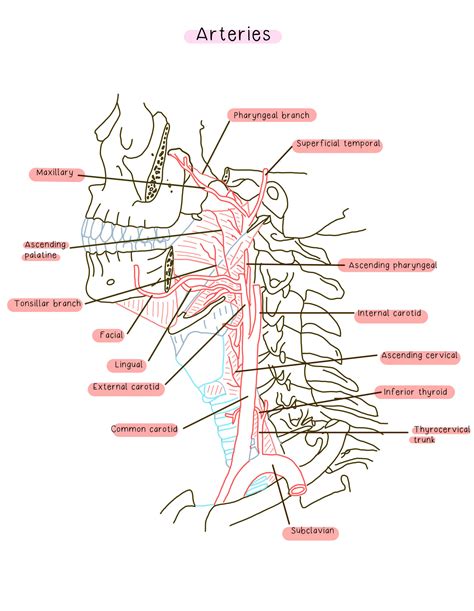 SOLUTION: Arteries head and neck anatomy - Studypool