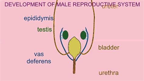 View Male Reproductive System