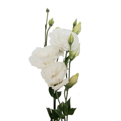 White Lisianthus Flowers Stems Buy Wholesale Flowers Jr Roses