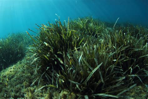 Perch Importante La Riforestazione Della Posidonia Oceanica Al Via