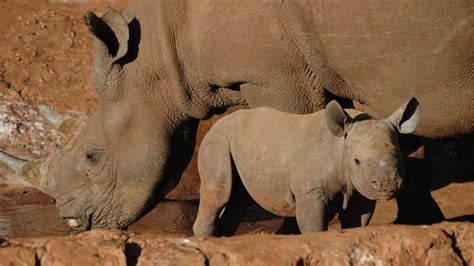 Rare Baby Rhino Born in Tanzania (PHOTOS) | The Weather Channel