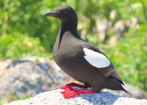 Celebrating the Greatest Bird in the World, the American Bushtit & iNat