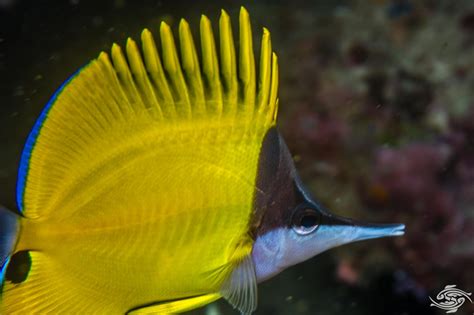 Yellow Long Nose Butterflyfish – Facts and Photographs