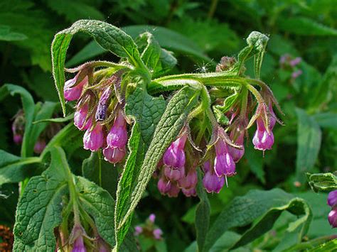 Beinwell Echter Symphytum Officinale Wild Bienenfreundlich