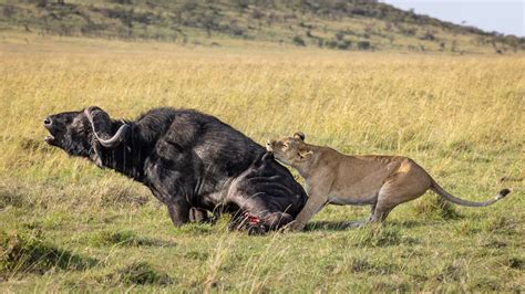 Lion Hunting Buffalo Smithsonian Photo Contest Smithsonian Magazine