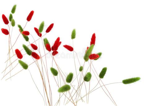 Red And Green Fluffy Bunny Tails Grass Isolated On White Background