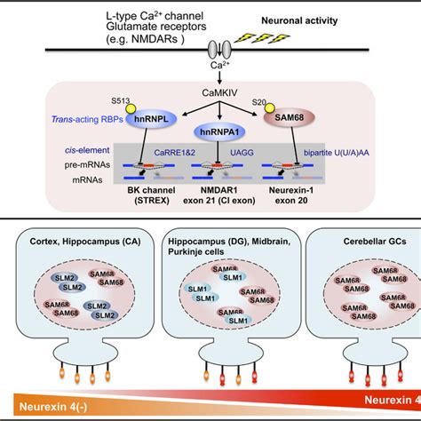 Neuronal Activity Dependent Regulation Of Nrxn Splicing Via A