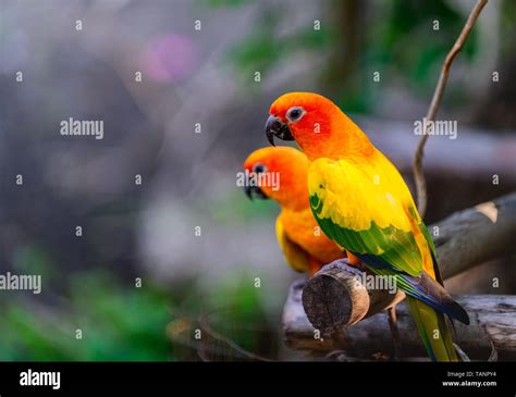 Beautiful Colorful Pair Lovebirds Parrots On Branch Colorful Love