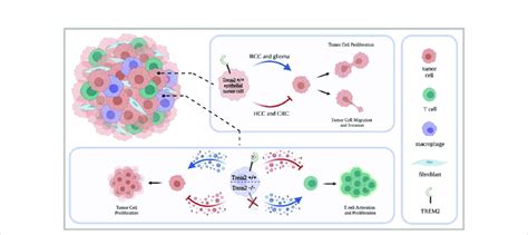 Trem In Heterogeneous Tumors Tumors Are Composed Of A Heterogeneous