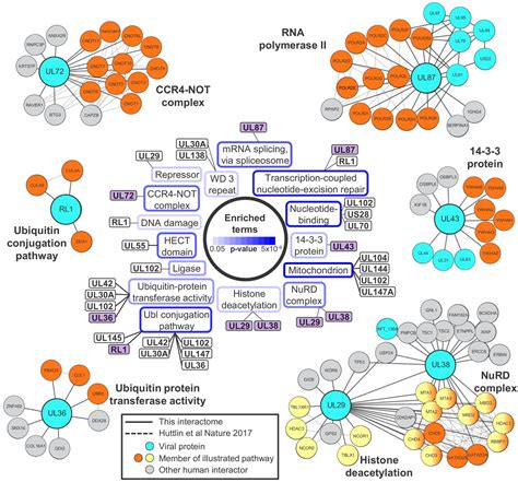 Human Cytomegalovirus Interactome Analysis Identifies Degradation Hubs