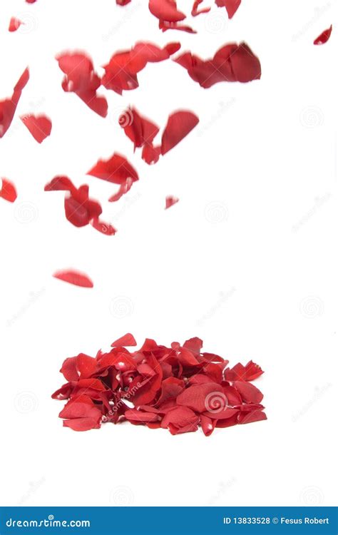 Falling Rose Petals Royalty Free Stock Photos - Image: 13833528