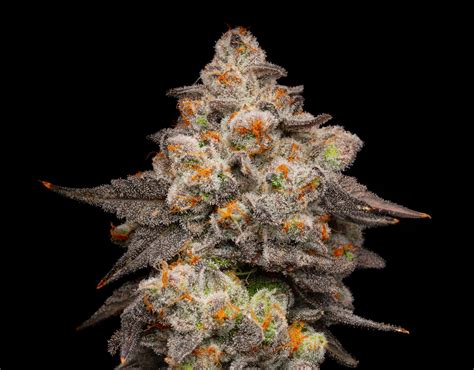 Berry Pie Strain Information Hybrid Cannabis Strain Flavor Fix