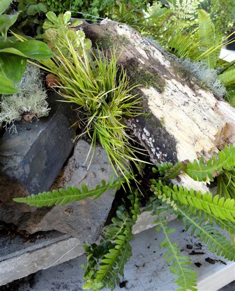 Danger Garden Building A Fern Table Watching The Professional In