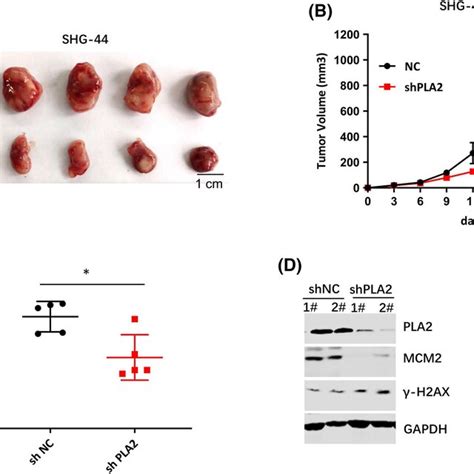 Pla Silencing Inhibited Tumour Growth In Vivo A A Stable