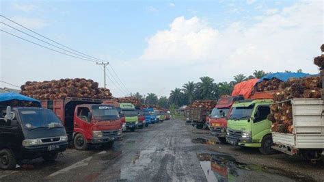 Naik Sehari Pabrik Di Bengkulu Selatan Kembali Turunkan Harga Tbs