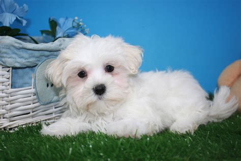 Coton De Tulear Puppies For Sale - Long Island Puppies