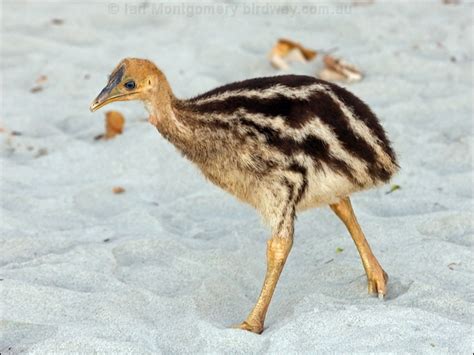 Southern Cassowary Photo Image 5 Of 25 By Ian Montgomery At Au