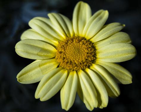 Greetings From Makaronesia Marguerite Daisy Argyranthemum Flickr