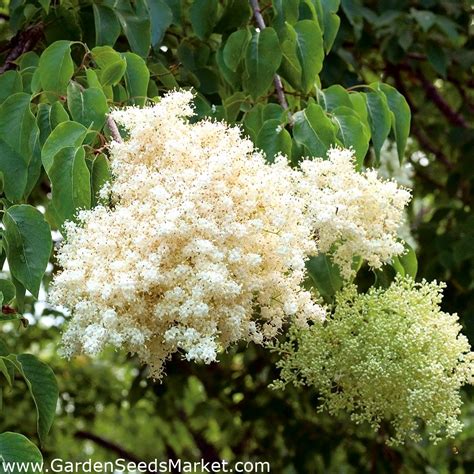 Japanese Tree Lilac seeds - Syringa reticulata – Garden Seeds Market ...