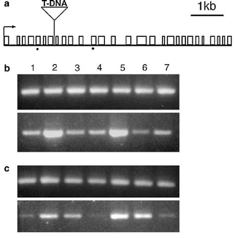 Atcap C Gene Structure And Expression A Intron Exon Map Showing The