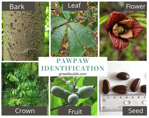 The Pawpaw Tree A Guide To Americas Native Tropical Fruit Growit