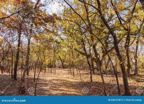 Beautiful Fall Color Of The Martin Park Nature Center Stock Image