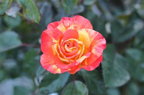 Rosa Chihuly® Floribunda Devil Mountain Wholesale Nursery